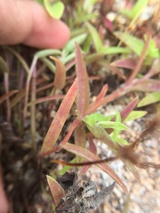 Cyanotis fasciculata