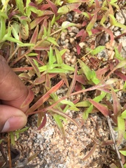 Cyanotis fasciculata