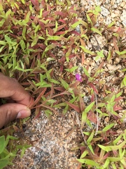 Cyanotis fasciculata