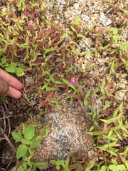 Cyanotis fasciculata