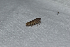 Allygidius atomarius