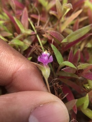 Cyanotis fasciculata