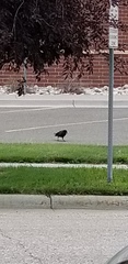 Corvus brachyrhynchos