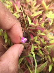 Cyanotis fasciculata