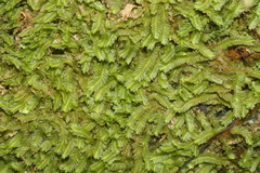 Saccogyna viticulosa