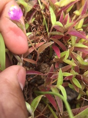 Cyanotis fasciculata