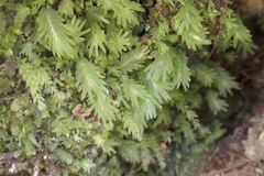 Fissidens asplenioides