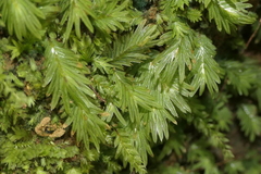 Fissidens asplenioides