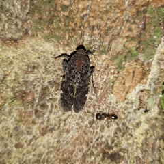 Penthicodes variegatus