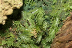Fissidens asplenioides