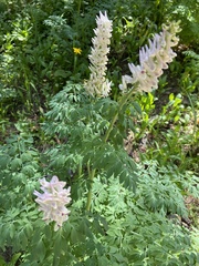 Corydalis caseana brandegeei