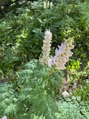 Corydalis caseana brandegeei