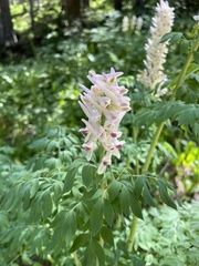 Corydalis caseana brandegeei