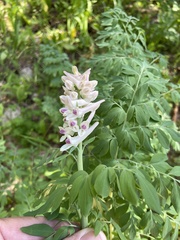 Corydalis caseana brandegeei