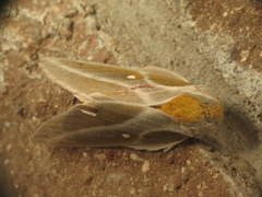 Syssphinx raspa