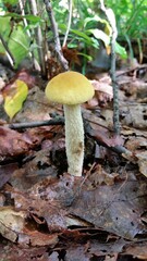 Leccinum luteum