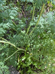 Corydalis caseana brandegeei