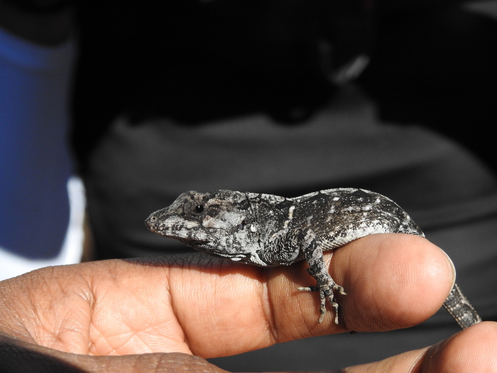 Strahm's Anole in March 2022 by Julio Araujo · iNaturalist