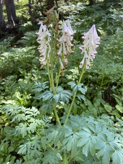 Corydalis caseana brandegeei