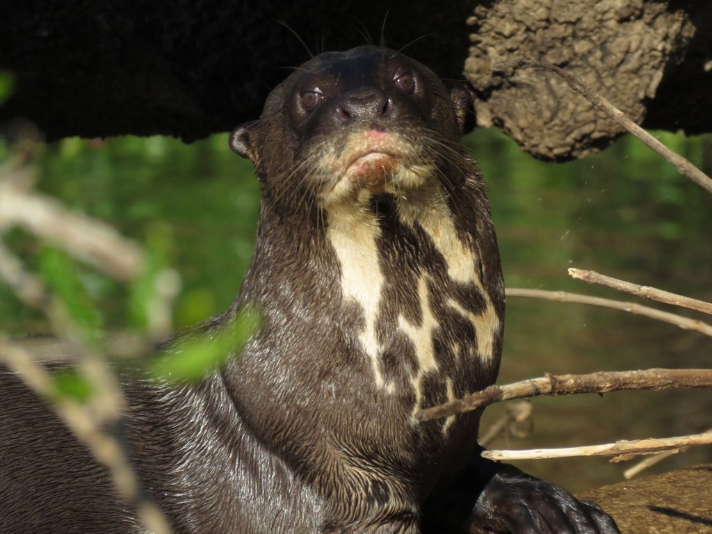Giant Otter