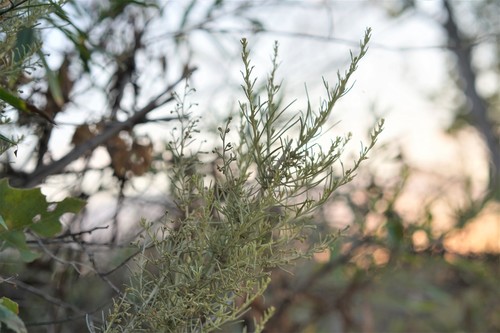 iNaturalist observation photo of California sagebrush