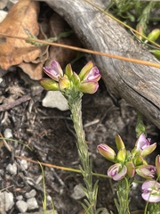 Polygala dasyphylla