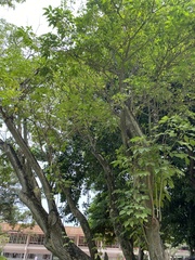 Handroanthus ochraceus
