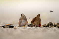 Charaxes bernardus hierax