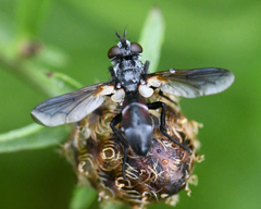 Cylindromyia interrupta