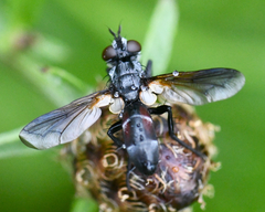 Cylindromyia interrupta