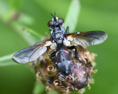 Cylindromyia interrupta