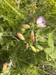 Polygala dasyphylla