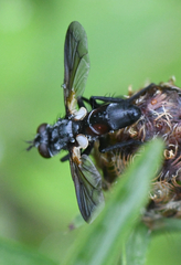 Cylindromyia interrupta