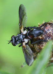 Cylindromyia interrupta