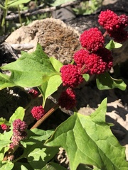 Blitum capitatum capitatum