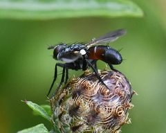 Cylindromyia interrupta