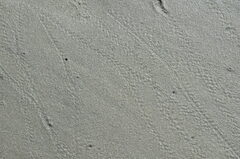 Hemigrapsus oregonensis