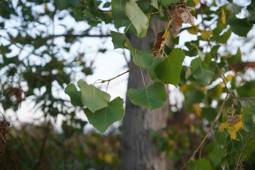 iNaturalist observation photo of Frémont Cottonwood
