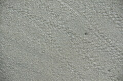 Hemigrapsus oregonensis