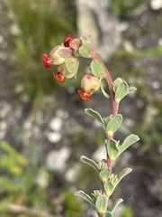 Hermannia trifoliata
