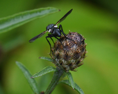 Cylindromyia interrupta
