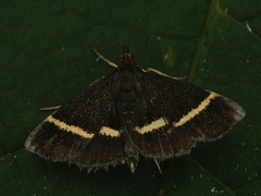 Pyrausta rectefascialis