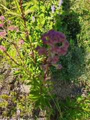 Eupatorium cannabinum