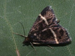 Pyrausta rectefascialis