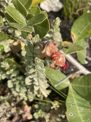 Hermannia trifoliata