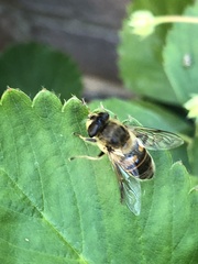 Eristalis tenax