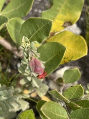Hermannia trifoliata