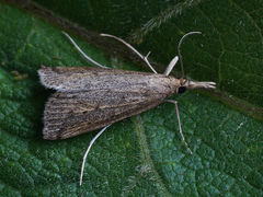 Schoenobius gigantella