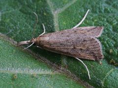 Schoenobius gigantella