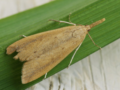 Schoenobius gigantella